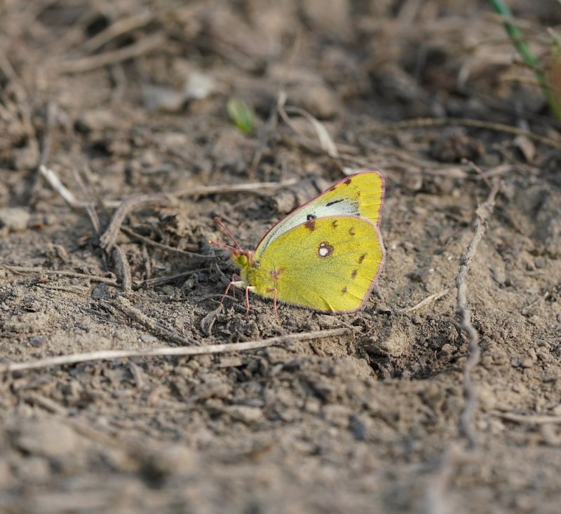 Gele Luzernevlinder / Pale Clouded Yellow