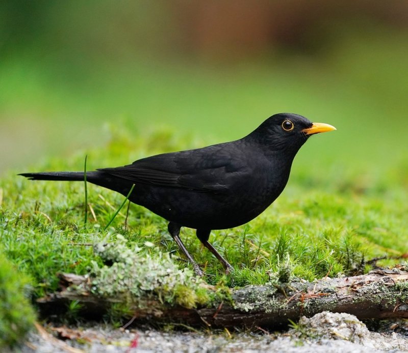 Merel / Common Blackbird