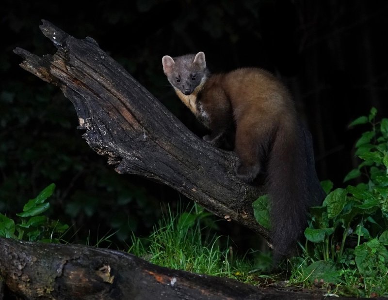 Boommarter / European Pine Marten
