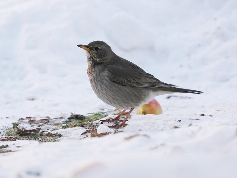 Zwartkeellijster - Black-throated Thrush
