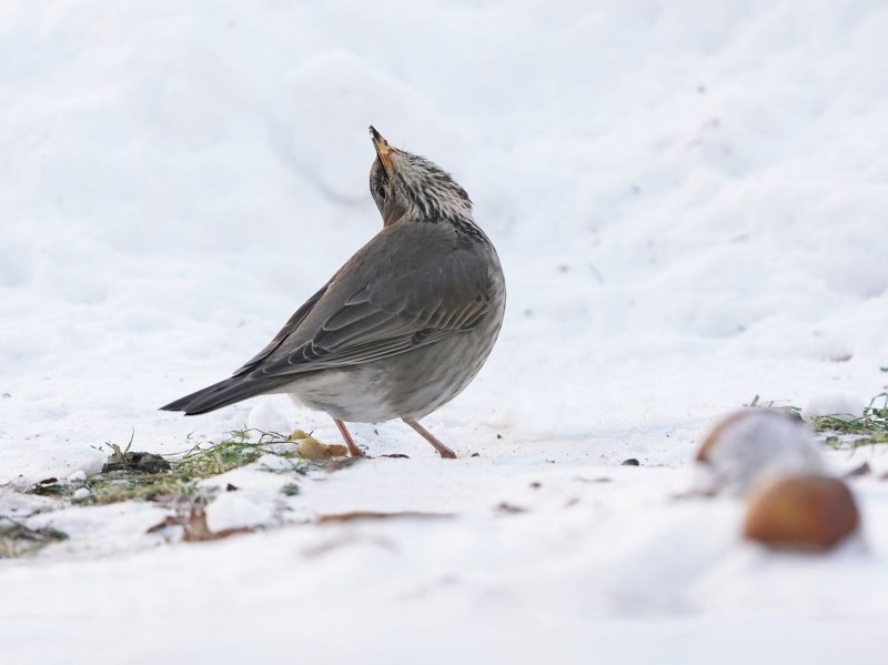Zwartkeellijster - Black-throated Thrush