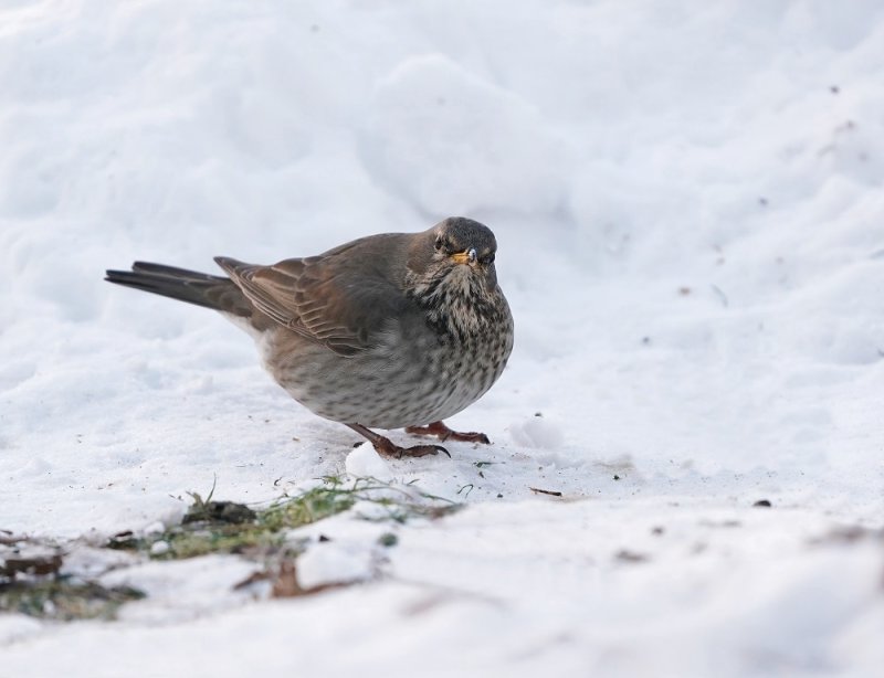 Zwartkeellijster - Black-throated Thrush