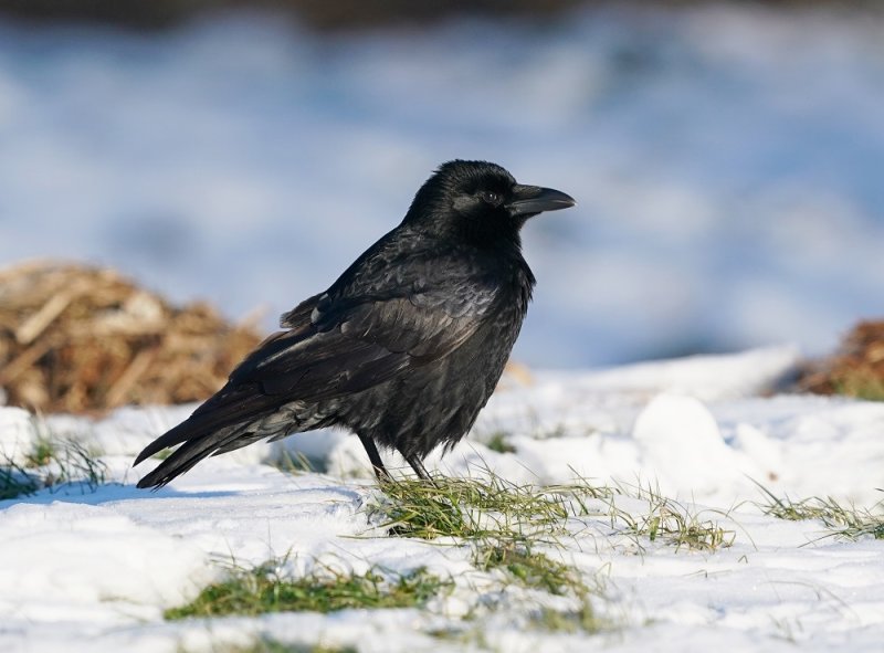Zwarte Kraai / Carrion Crow