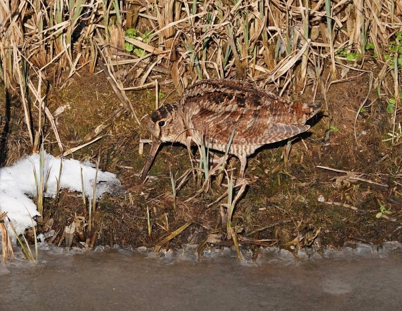 Houtsnip / Eurasian Woodcock
