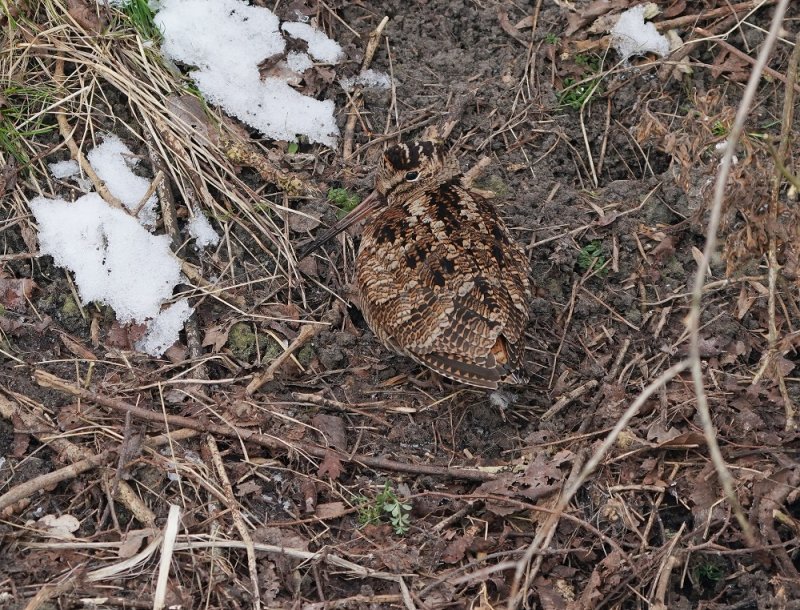 Houtsnip / Eurasian Woodcock