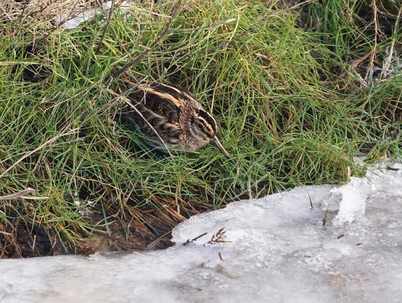 Bokje / Jack Snipe
