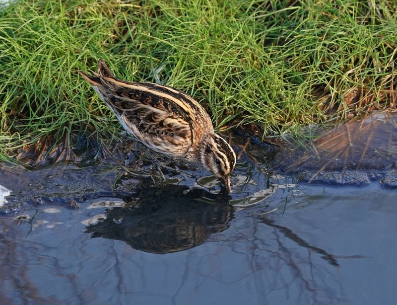 Bokje / Jack Snipe
