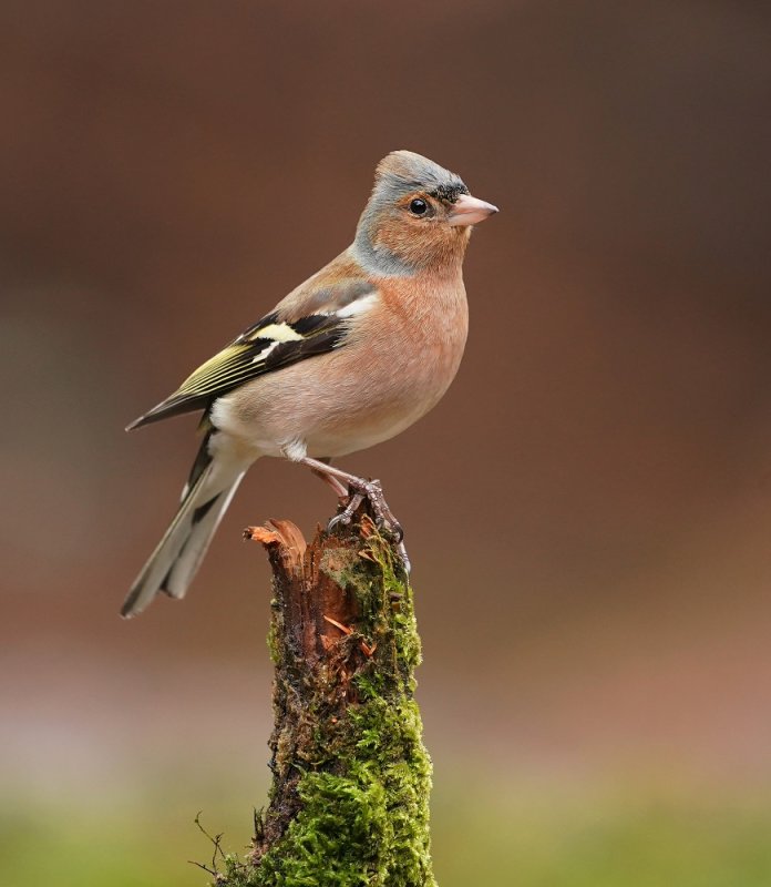 Vink / Common Chaffinch