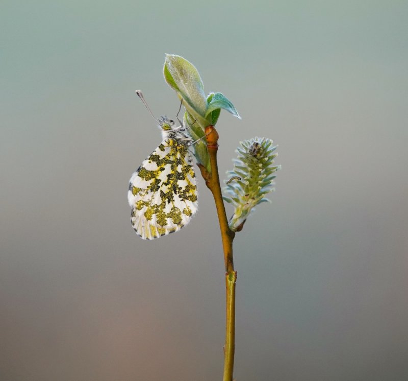Oranjetipje / Orangetip, Orange Tip