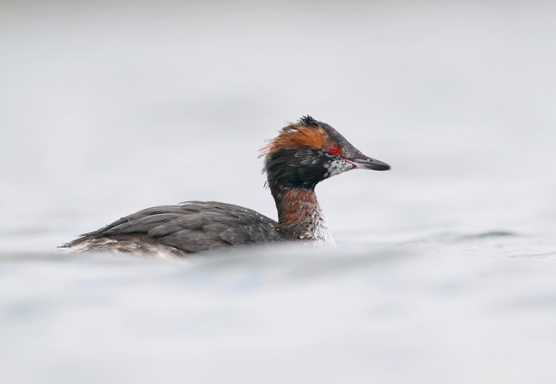 Kuifduiker / Horned Grebe