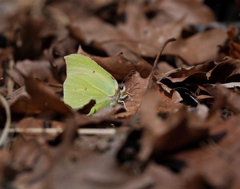 Citroenvlinder / Brimstone
