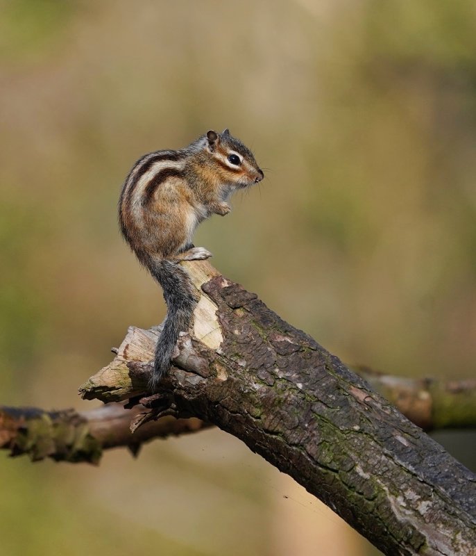 Siberische Grondeekhoorn / Siberian Chipmunk