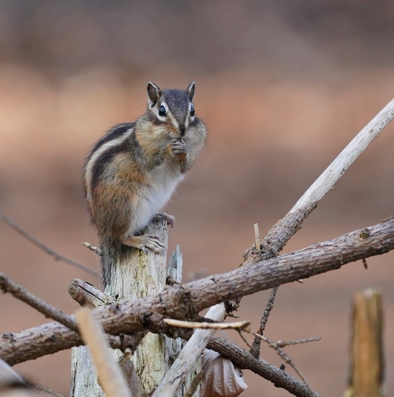 Siberische Grondeekhoorn / Siberian Chipmunk