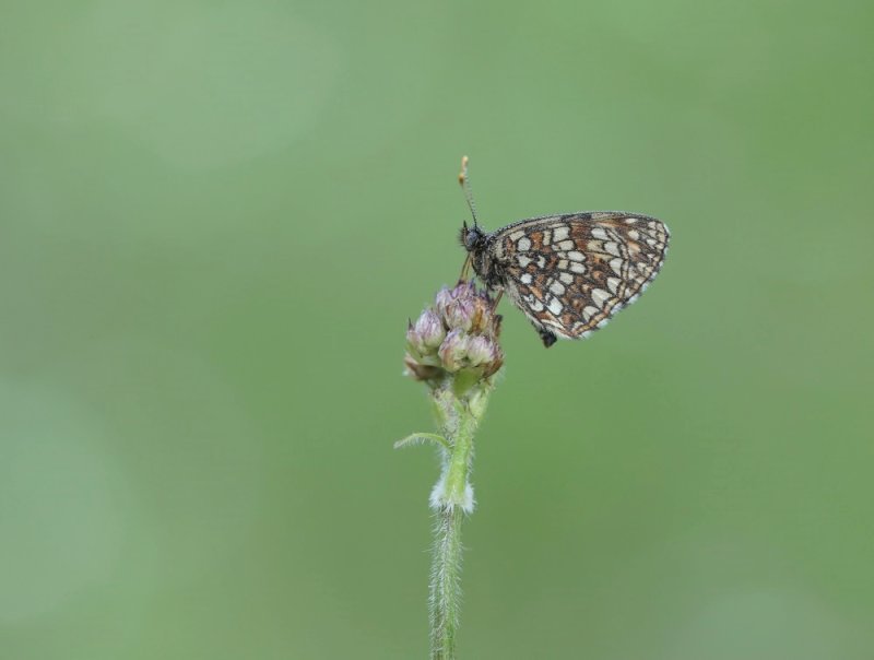 Woudparelmoervlinder / False Heath Fritillary