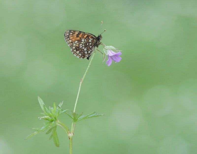 Woudparelmoervlinder / False Heath Fritillary