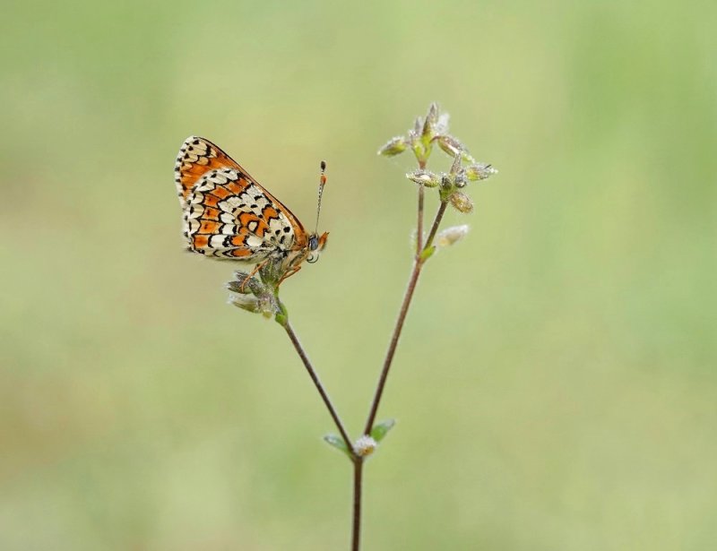 Veldparelmoervlinder / Glanville Fritillary
