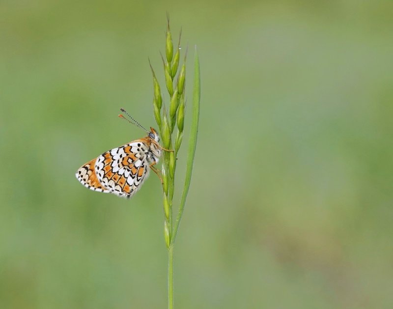 Veldparelmoervlinder / Glanville Fritillary