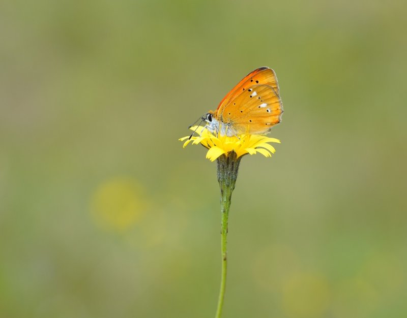 Morgenrood / Scarce Copper