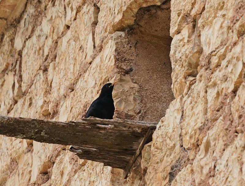 Alpenkraai / Red-billed Chough