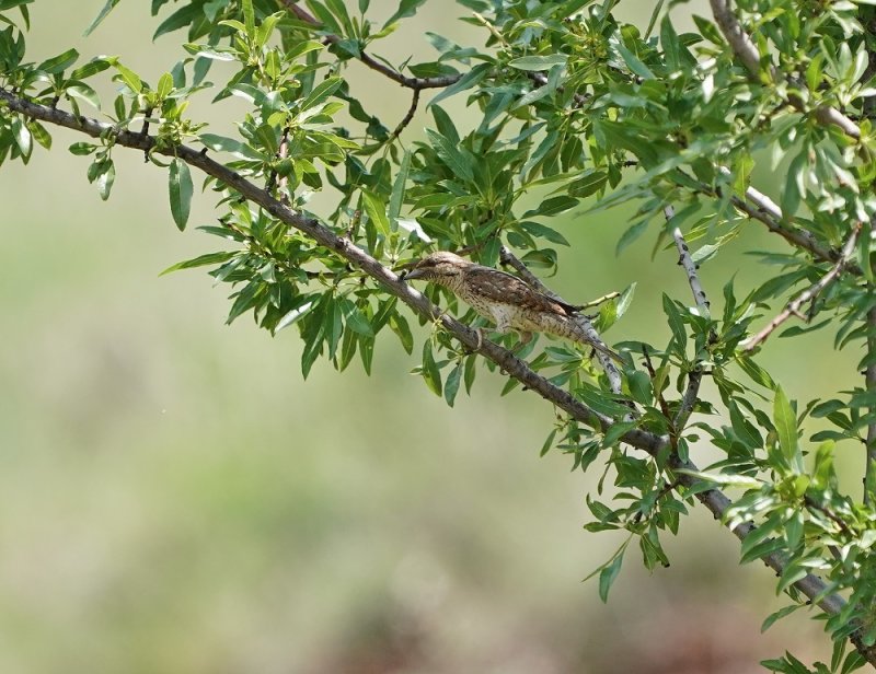 Draaihals / Eurasian Wryneck