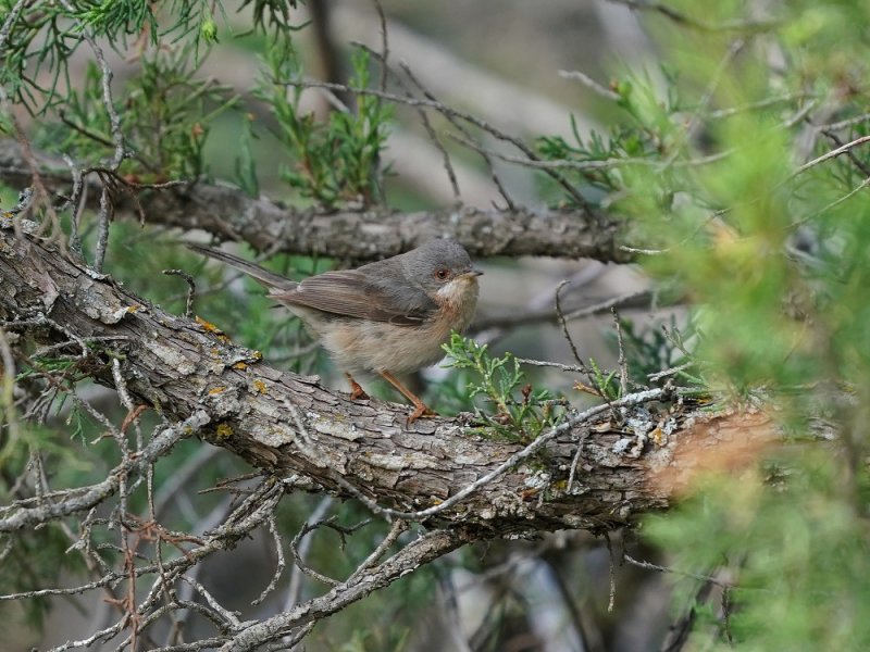Westelijke Baardgrasmus / Western Subalpine Warbler
