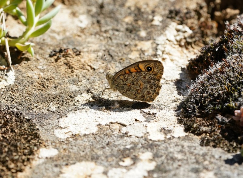 Argusvlinder / Wall Brown