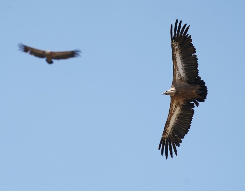 Vale Gier / Griffon Vulture