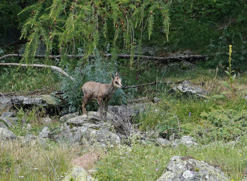 Gems / Chamois