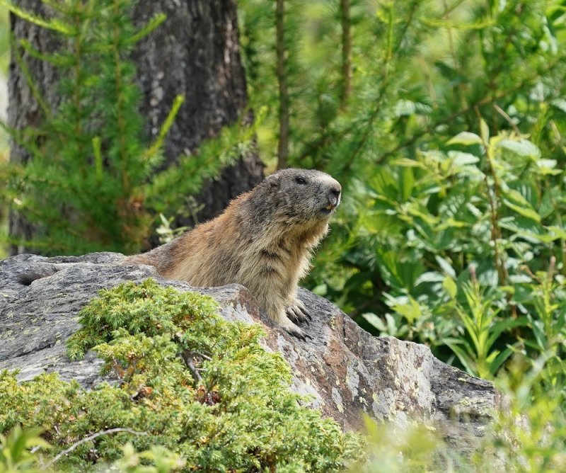 Alpenmarmot / Alpine Marmot
