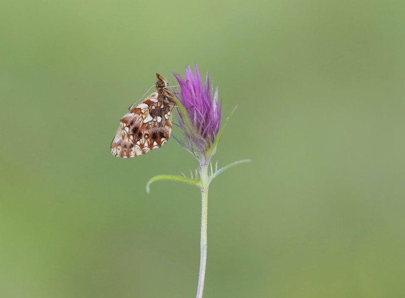 Paarse Parelmoervlinder / Violet Fritillary