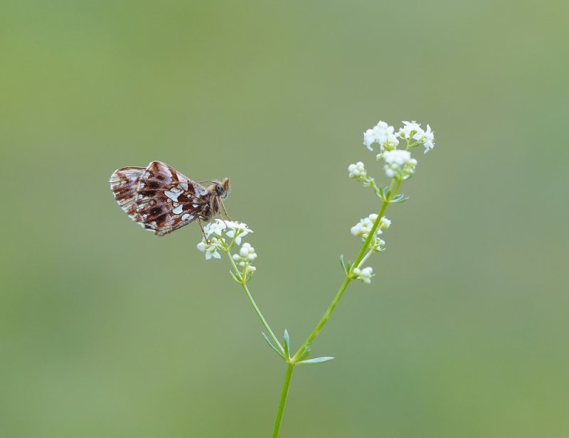 Paarse Parelmoervlinder / Violet Fritillary
