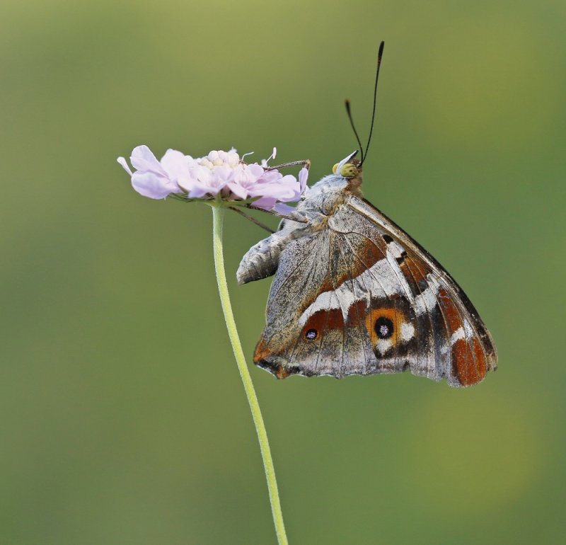 Grote Weerschijnvlinder / Purple Emperor
