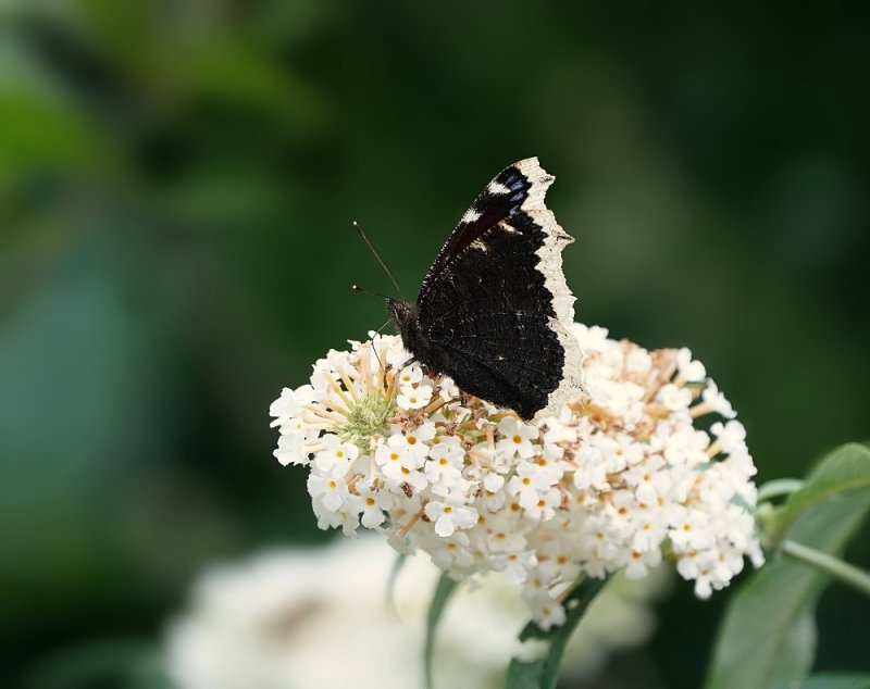 Rouwmantel / Camberwell Beauty, Morning Cloak