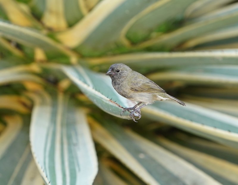 Maskergrondvink / Black-faced Grassquit