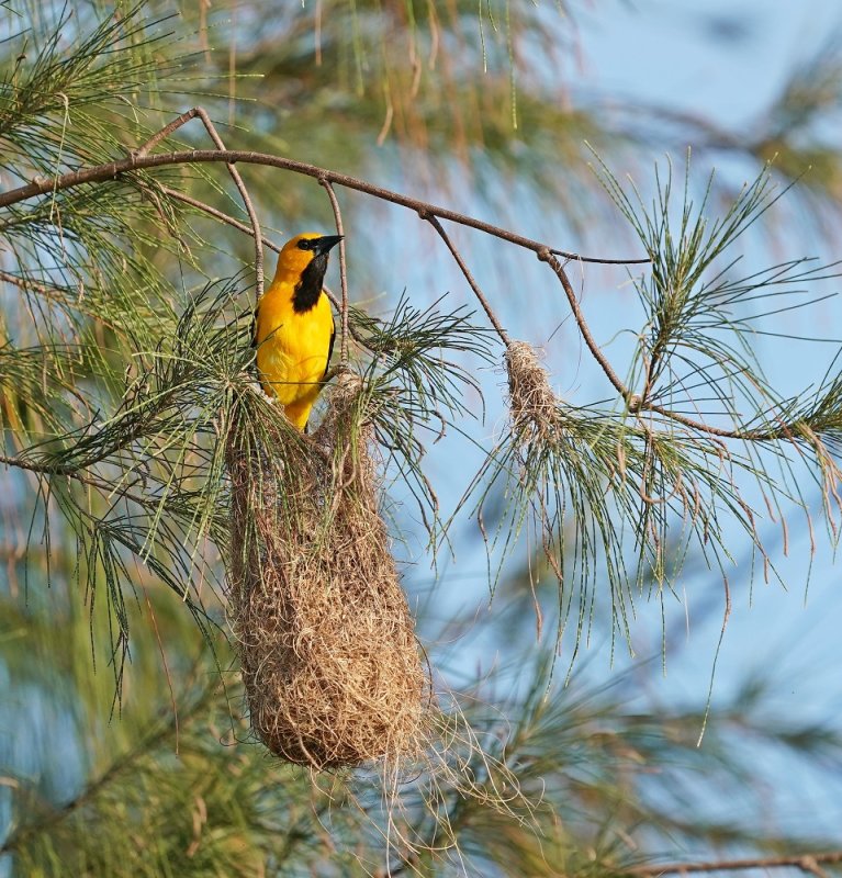Gele Troepiaal / Yellow Oriole