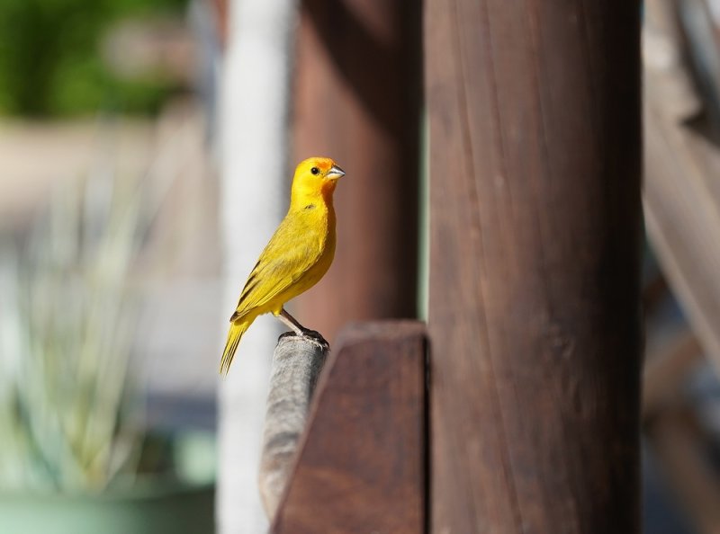 Gewone Saffraanvink / Saffron Finch