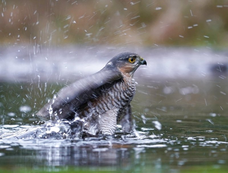 Sperwer / Eurasian Sparrowhawk