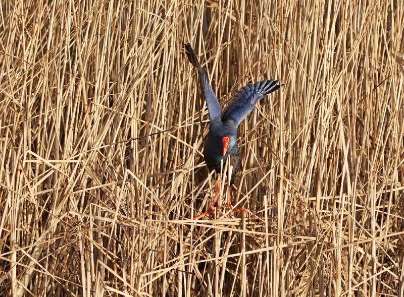 Purperkoet / Western Swamphen