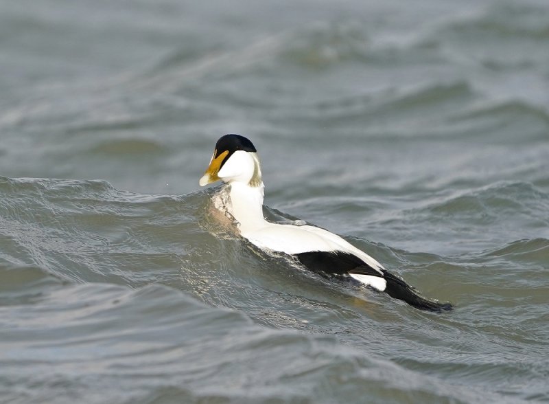 Eider / Common Eider