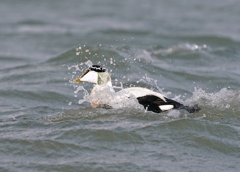 Eider / Common Eider