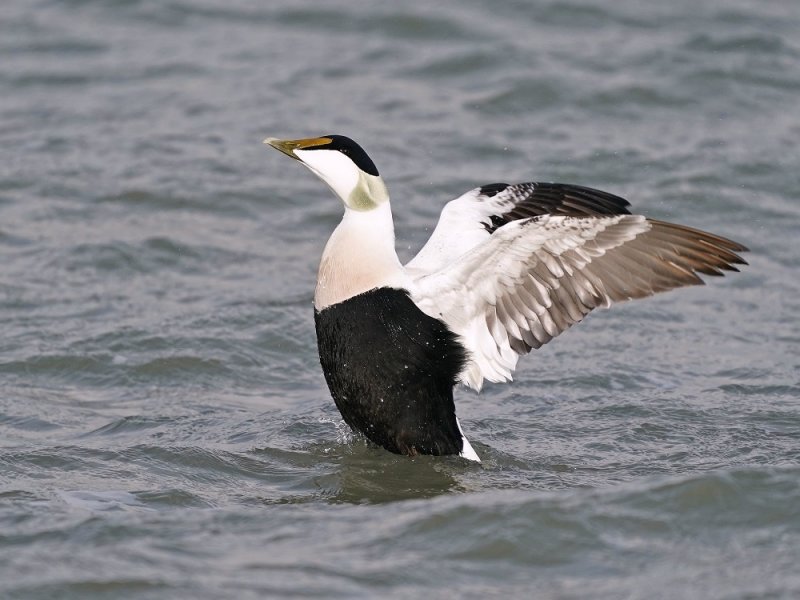 Eider / Common Eider