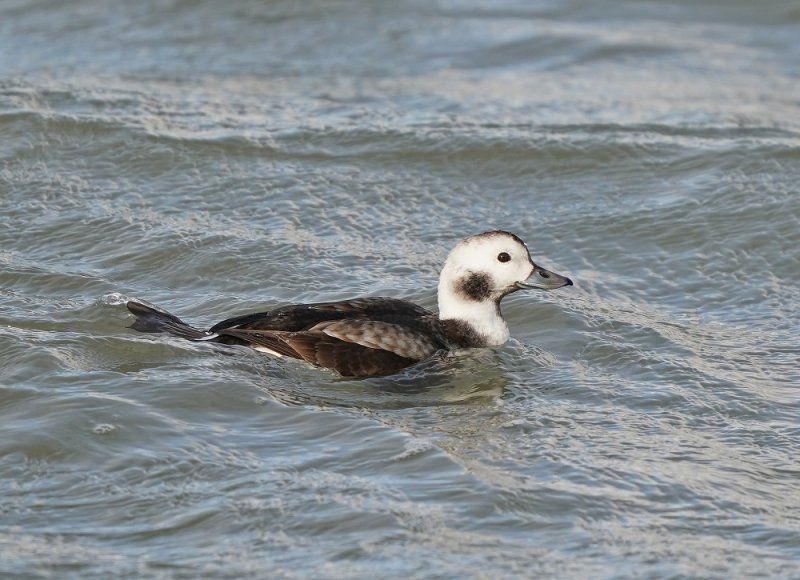 IJseend / Long-tailed Duck