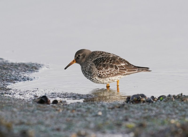 Paarse Strandloper / Purple Sandpiper