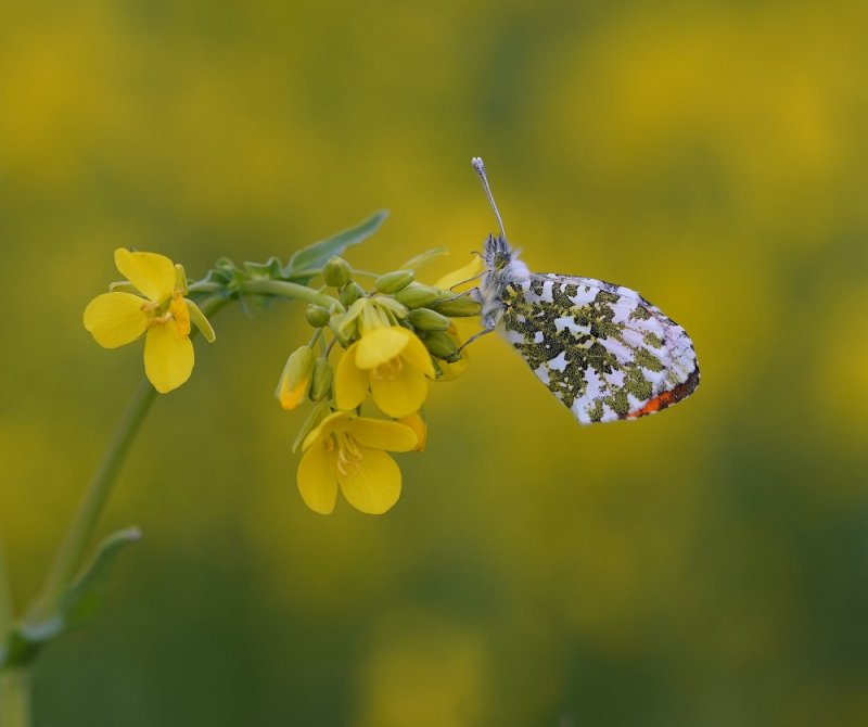 Oranjetipje / Orange-tip