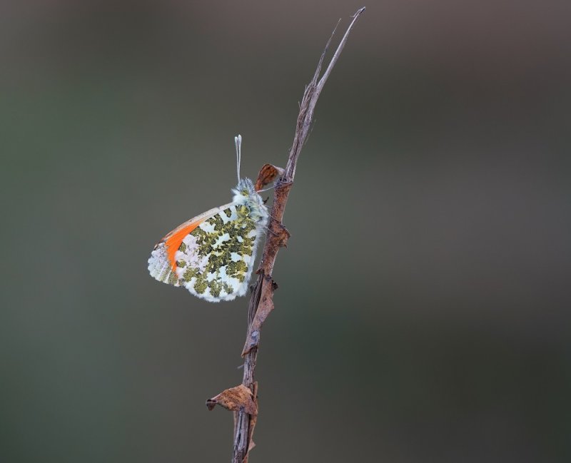 Oranjetipje / Orange-tip