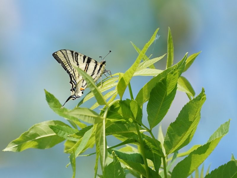Koningspage / Scarce Swallowtail
