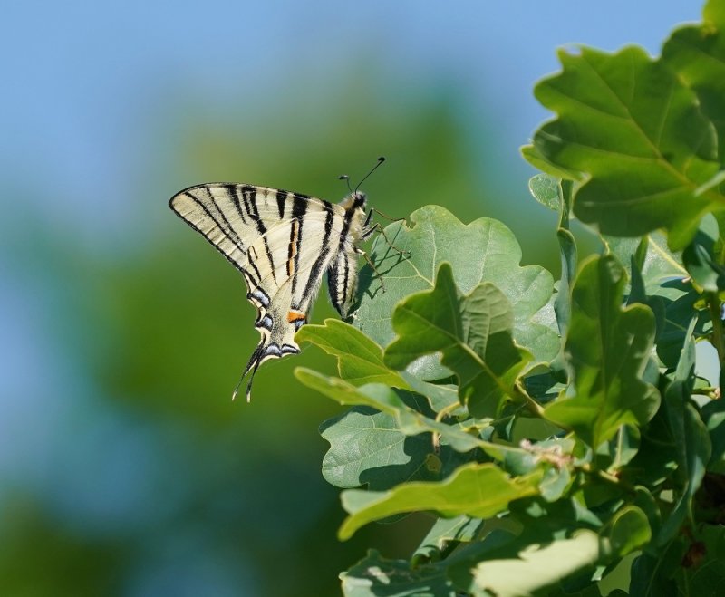 Koningspage / Scarce Swallowtail