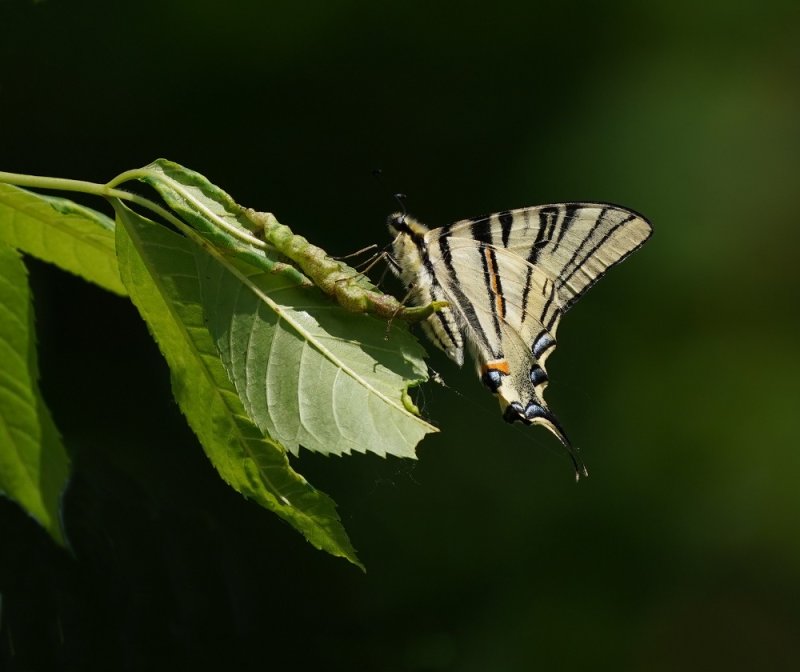 Koningspage / Scarce Swallowtail