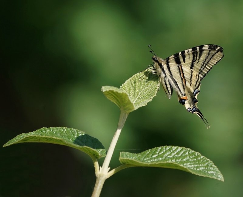 Koningspage / Scarce Swallowtail