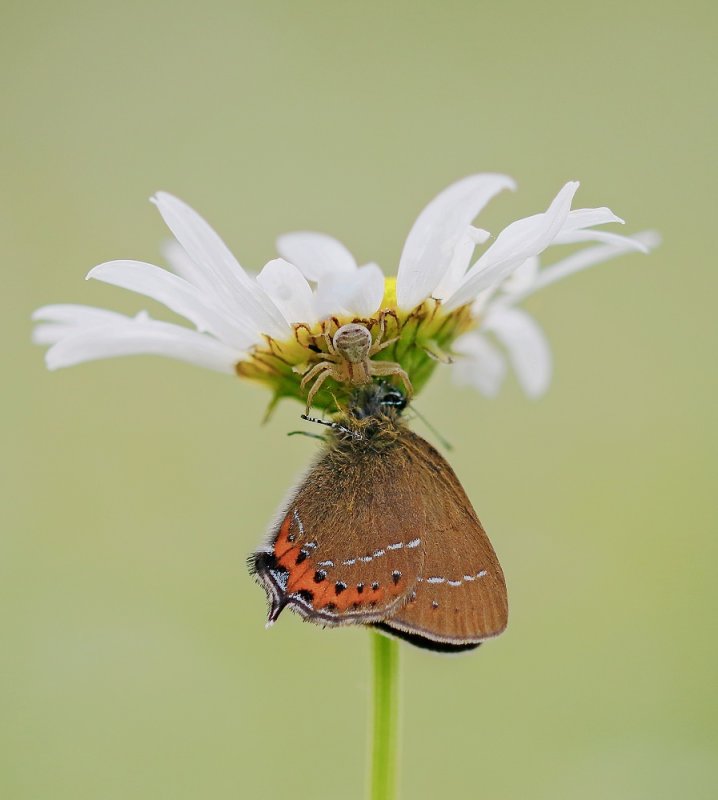 Pruimenpage / Black Hairstreak